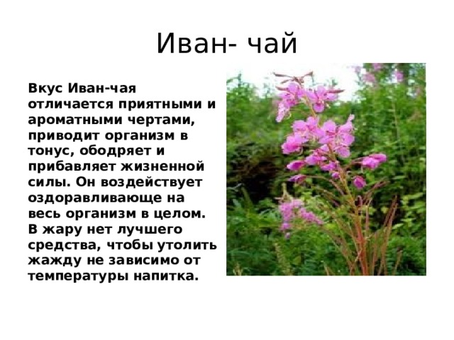 Иван- чай Вкус Иван-чая отличается приятными и ароматными чертами, приводит организм в тонус, ободряет и прибавляет жизненной силы. Он воздействует оздоравливающе на весь организм в целом. В жару нет лучшего средства, чтобы утолить жажду не зависимо от температуры напитка. 
