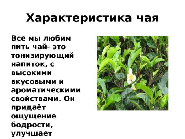 Характеристика чая Все мы любим пить чай- это тонизирующий напиток, с высокими вкусовыми и ароматическими свойствами. Он придаёт ощущение бодрости, улучшает пищеварение. 