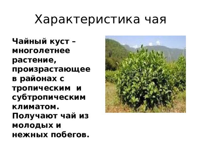 Характеристика чая Чайный куст – многолетнее растение, произрастающее в районах с тропическим и субтропическим климатом. Получают чай из молодых и нежных побегов. 