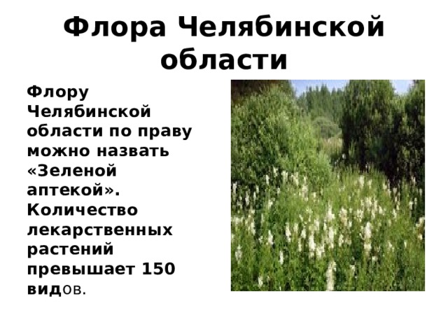 Флора Челябинской области Флору Челябинской области по праву можно назвать «Зеленой аптекой». Количество лекарственных растений превышает 150 вид ов. 