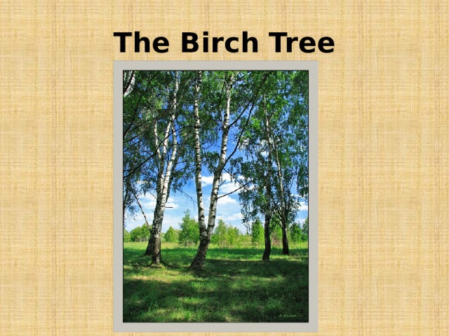 The Birch Tree 