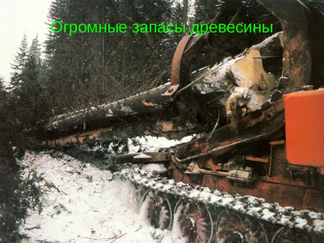Огромные запасы древесины 