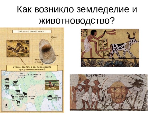 Как возникло земледелие и животноводство? 