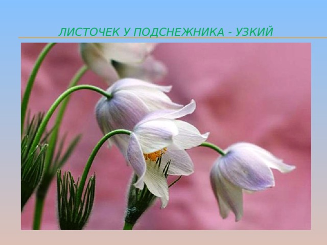 Листочек у подснежника - узкий 