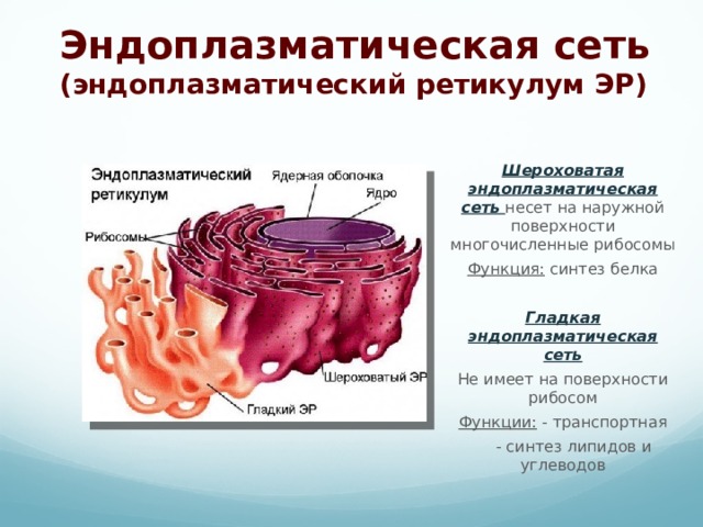 Эндоплазматическая сеть (эндоплазматический ретикулум ЭР)  Шероховатая эндоплазматическая сеть несет на наружной поверхности многочисленные рибосомы Функция: синтез белка Гладкая эндоплазматическая сеть Не имеет на поверхности рибосом Функции: - транспортная   - синтез липидов и  углеводов 