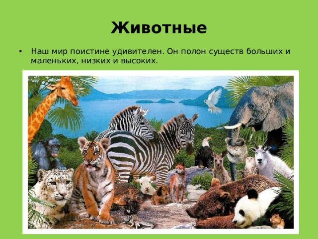Животные Наш мир поистине удивителен. Он полон существ больших и маленьких, низких и высоких. 