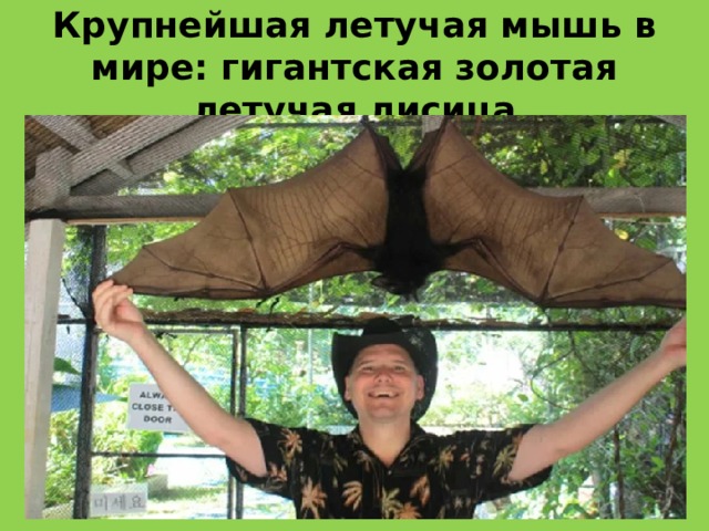 Крупнейшая летучая мышь в мире: гигантская золотая летучая лисица Максимальный вес гигантских золотых летучих лисиц может составлять 1,5 кг, они могут достигать 55 сантиметров в длину , а размах крыльев может  составлять почти 1,8 метра. 