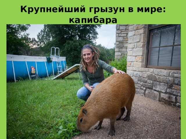 Крупнейший грызун в мире: капибара Самые крупные особи капибары могут достигать 1,5 метра в длину и 0,9 метра в высоту в холке . Их вес может составлять до 105,4 кг 