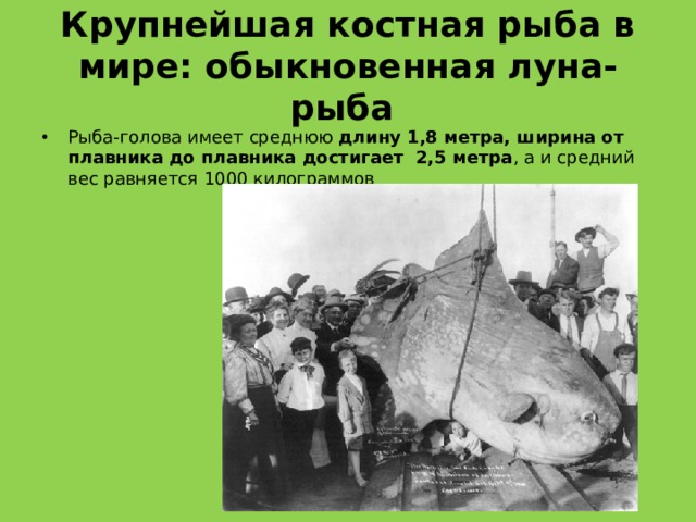 Крупнейшая костная рыба в мире: обыкновенная луна-рыба  Рыба-голова имеет среднюю длину 1,8 метра, ширина от плавника до плавника достигает  2,5 метра , а и средний вес равняется 1000 килограммов 