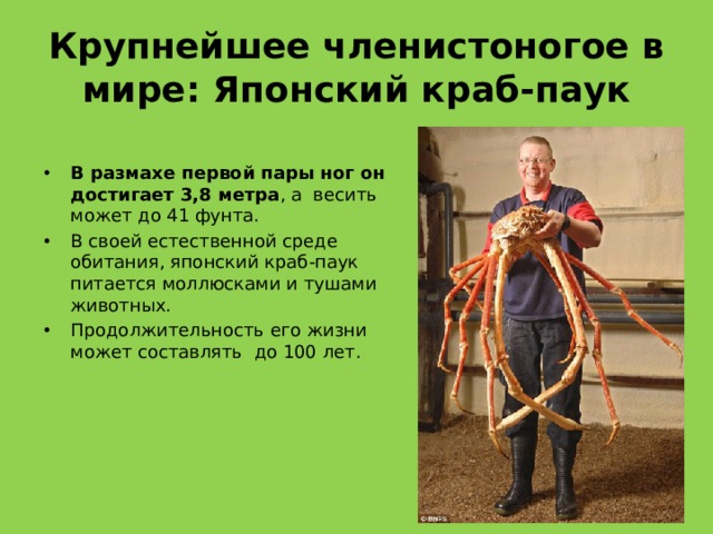 Крупнейшее членистоногое в мире: Японский краб-паук В размахе первой пары ног он достигает 3,8 метра , а  весить может до 41 фунта. В своей естественной среде обитания, японский краб-паук питается моллюсками и тушами животных.   Продолжительность его жизни может составлять  до 100 лет. 