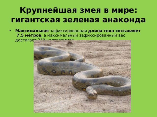 Крупнейшая змея в мире: гигантская зеленая анаконда Максимальная зафиксированная длина тела составляет  7,5 метров , а максимальный зафиксированный вес достигает 250 килограммов  