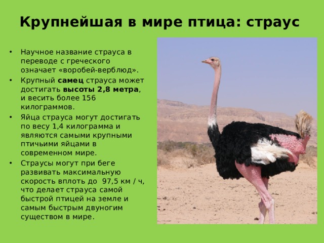 Крупнейшая в мире птица: страус Научное название страуса в переводе с греческого означает «воробей-верблюд». Крупный самец страуса может достигать высоты 2,8 метра , и весить более 156 килограммов. Яйца страуса могут достигать по весу 1,4 килограмма и являются самыми крупными птичьими яйцами в современном мире. Страусы могут при беге развивать максимальную скорость вплоть до  97,5 км / ч, что делает страуса самой быстрой птицей на земле и самым быстрым двуногим существом в мире. 