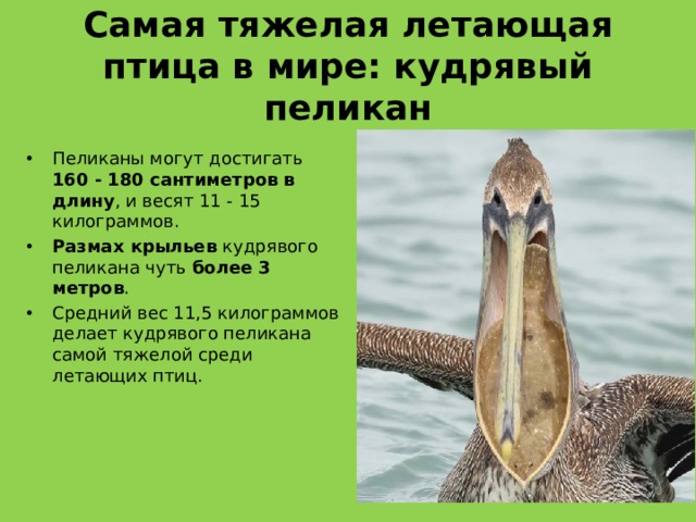 Самая тяжелая летающая птица в мире: кудрявый пеликан Пеликаны могут достигать  160 - 180 сантиметров в длину , и весят 11 - 15 килограммов. Размах крыльев кудрявого пеликана чуть более 3 метров . Средний вес 11,5 килограммов делает кудрявого пеликана самой тяжелой среди летающих птиц. 