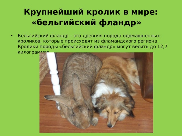 Крупнейший кролик в мире: «бельгийский фландр»     Бельгийский фландр - это древняя порода одомашненных кроликов, которые происходят из фламандского региона. Кролики породы «бельгийский фландр» могут весить до 12,7 килограммов. 