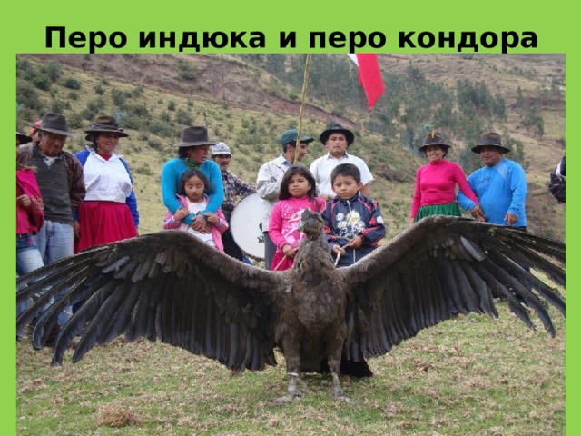 Перо индюка и перо кондора 