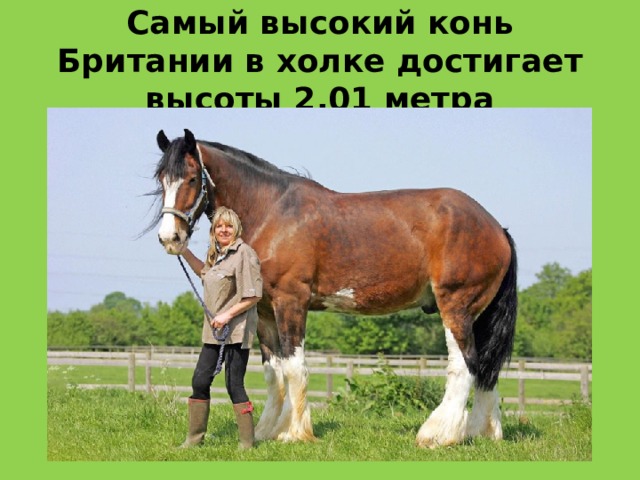 Самый высокий конь Британии в холке достигает высоты 2,01 метра 