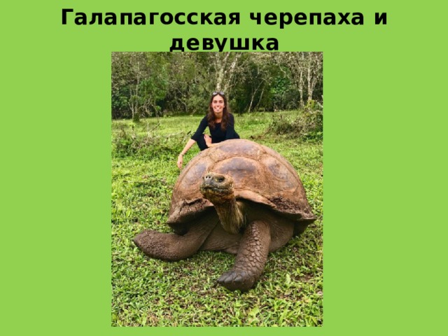 Галапагосская черепаха и девушка 