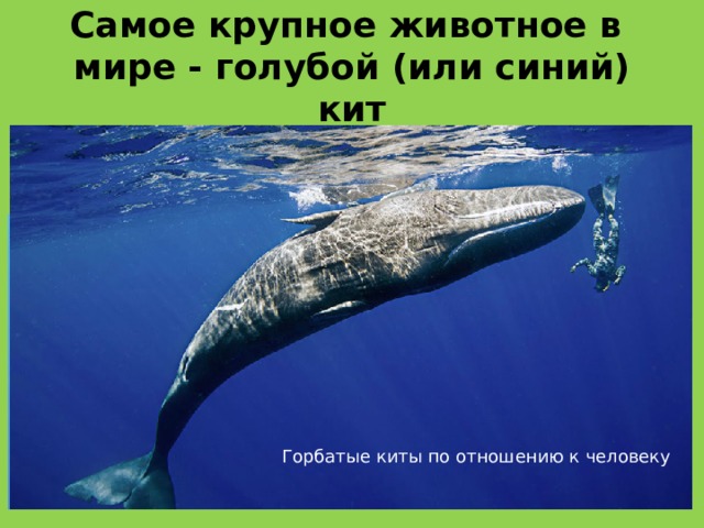 Самое крупное животное в  мире - голубой (или синий) кит Достигающий 30 метров (98 футов) в длину и 180 метрических тонн или более по весу, он является самым крупным среди известных науке животных, когда-либо существовавших на нашей планете . Горбатые киты по отношению к человеку 