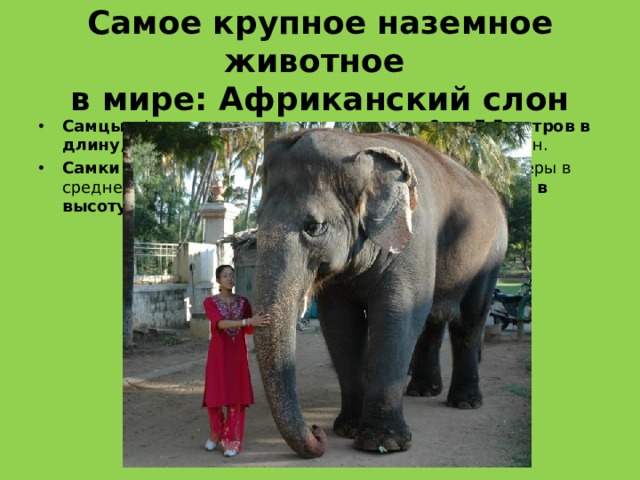 Самое крупное наземное животное  в мире: Африканский слон Самцы африканского слона достигают от 6 до 7,5 метров в длину , 3,3 м в высоту в холке и могут весить до  6 тонн. Самки африканского слона гораздо меньше,  их размеры в среднем составляют 5,4 до 6,9 м в длину , 2,7 метра в высоту в холке , а вес может достигать 3 тонн  