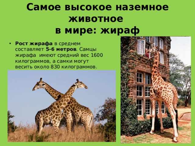 Самое высокое наземное животное  в мире: жираф Рост жирафа в среднем составляет 5-6 метров . Самцы жирафа  имеют средний вес 1600 килограммов, а самки могут весить около 830 килограммов. Отличительной характеристикой жирафа является очень длинная шея , которая   может достигать более 2 метров в длину . 