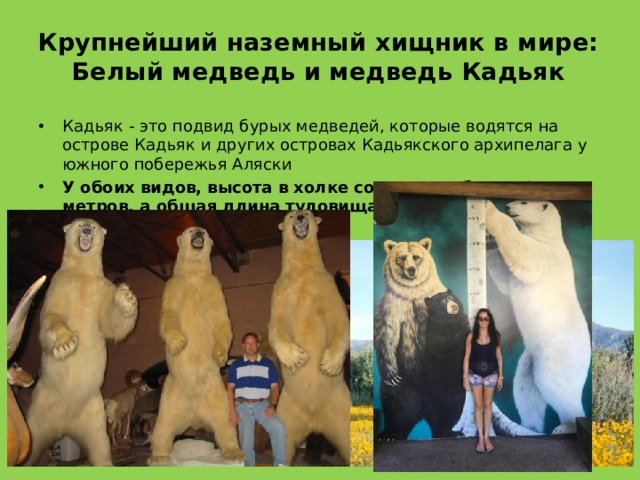 Крупнейший наземный хищник в мире: Белый медведь и медведь Кадьяк Кадьяк - это подвид бурых медведей, которые водятся на острове Кадьяк и других островах Кадьякского архипелага у южного побережья Аляски У обоих видов, высота в холке составляет более 1,6 метров, а общая длина туловища  может достигать 3,05 м. 