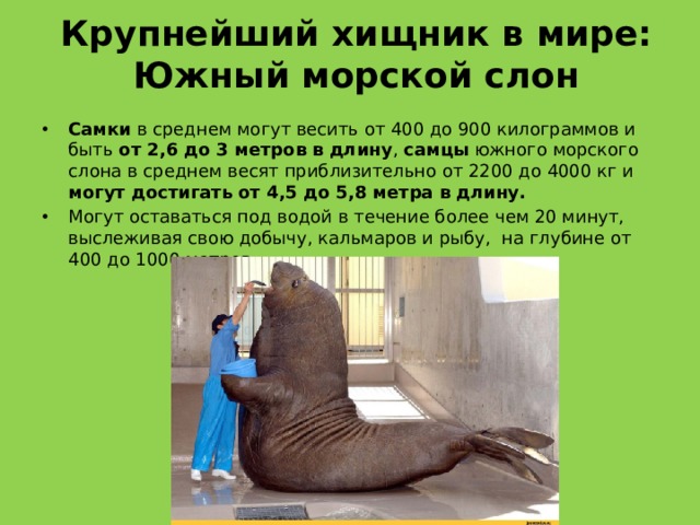 Крупнейший хищник в мире: Южный морской слон Самки в среднем могут весить от 400 до 900 килограммов и быть от 2,6 до 3 метров в длину , самцы южного морского слона в среднем весят приблизительно от 2200 до 4000 кг и могут достигать от 4,5 до 5,8 метра в длину.  Могут оставаться под водой в течение более чем 20 минут, выслеживая свою добычу, кальмаров и рыбу,  на глубине от 400 до 1000 метров. 