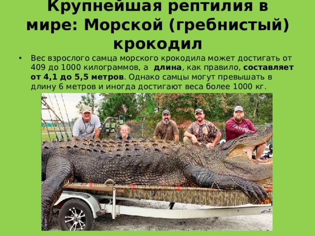 Крупнейшая рептилия в мире: Морской (гребнистый) крокодил Вес взрослого самца морского крокодила может достигать от 409 до 1000 килограммов, а  длина , как правило, составляет от 4,1 до 5,5 метров . Однако самцы могут превышать в длину 6 метров и иногда достигают веса более 1000 кг. 