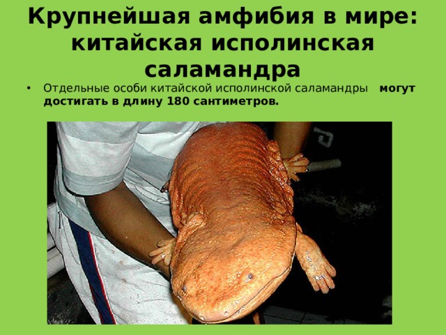 Крупнейшая амфибия в мире: китайская исполинская саламандра Отдельные особи китайской исполинской саламандры    могут достигать в длину 180 сантиметров.  