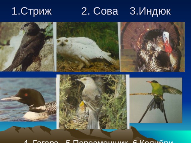 1.Стриж 2. Сова 3.Индюк  4. Гагара 5.Пересмешник 6.Колибри 