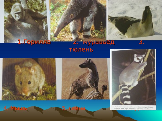1.Горилла 2. муравьед 3. тюлень  4. Мышь 5. гиена 6. лемур 