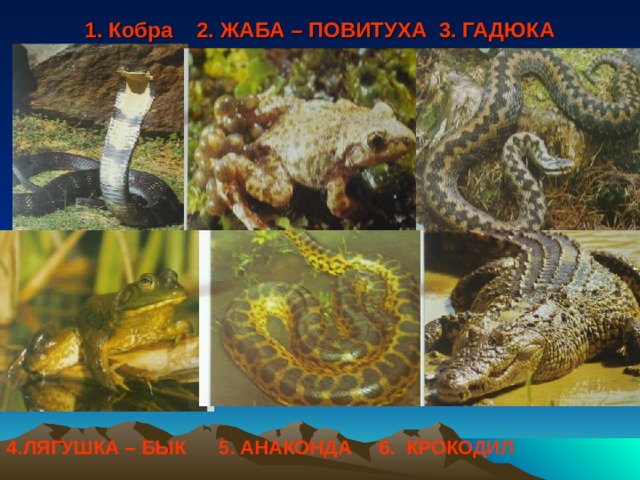 1. Кобра 2. ЖАБА – ПОВИТУХА 3. ГАДЮКА 4.ЛЯГУШКА – БЫК 5. АНАКОНДА 6. КРОКОДИЛ 