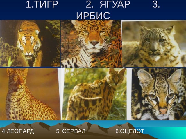 1.ТИГР 2. ЯГУАР 3. ИРБИС 4.ЛЕОПАРД 5. СЕРВАЛ 6.ОЦЕЛОТ 