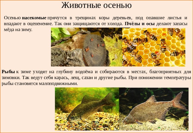 Животные осенью    Рыбы  к зиме уходят на глубину водоёма и собираются в местах, благоприятных для зимовки. Так ведут себя карась, лещ, сазан и другие рыбы. При понижении температуры рыбы становятся малоподвижными. Осенью  насекомые  прячутся в трещинах коры деревьев, под опавшие листья и впадают в оцепенение. Так они защищаются от холода. Пчёлы и осы делают запасы мёда на зиму. 