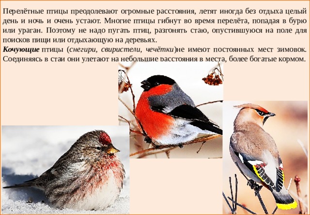 Перелётные птицы преодолевают огромные расстояния, летят иногда без отдыха целый день и ночь и очень устают. Многие птицы гибнут во время перелёта, попадая в бурю или ураган. Поэтому не надо пугать птиц, разгонять стаю, опустившуюся на поле для поисков пищи или отдыхающую на деревьях. Кочующие  птицы ( снегири, свиристели, чечётки )не имеют постоянных мест зимовок. Соединяясь в стаи они улетают на небольшие расстояния в места, более богатые кормом. 