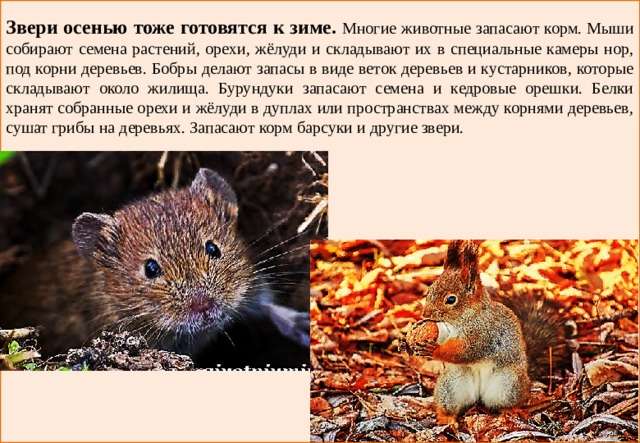   Звери осенью тоже готовятся к зиме. Многие животные запасают корм. Мыши собирают семена растений, орехи, жёлуди и складывают их в специальные камеры нор, под корни деревьев. Бобры делают запасы в виде веток деревьев и кустарников, которые складывают около жилища. Бурундуки запасают семена и кедровые орешки. Белки хранят собранные орехи и жёлуди в дуплах или пространствах между корнями деревьев, сушат грибы на деревьях. Запасают корм барсуки и другие звери. 