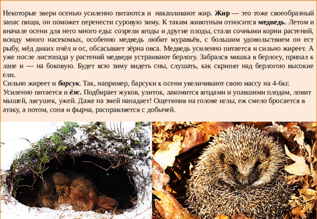 Некоторые звери осенью усиленно питаются и  накапливают жир.  Жир  — это тоже своеобразный запас пищи, он поможет перенести суровую зиму. К таким животным относится  медведь . Летом и вначале осени для него много еды: созрели ягоды и другие плоды, стали сочными корни растений, всюду много насекомых, особенно медведь любит муравьёв, с большим удовольствием он ест рыбу, мёд диких пчёл и ос, обсасывает зёрна овса. Медведь усиленно питается и сильно жиреет. А уже после листопада у растений медведи устраивают берлогу. Забрался мишка в берлогу, припал к лапе и — на боковую. Будет всю зиму видеть сны, слушать, как скрипят над берлогою высокие ели. Сильно жиреет и  барсук . Так, например, барсуки к осени увеличивают свою массу на 4-6кг. Усиленно питается и  ёж.  Подбирает жуков, улиток, лакомится ягодами и упавшими плодам, ловит мышей, лягушек, ужей. Даже на змей нападает! Ощетинив на голове иглы, еж смело бросается в атаку, а потом, сопя и фырча, расправляется с добычей. 
