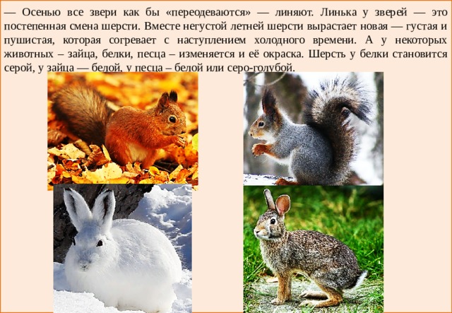 — Осенью все звери как бы «переодеваются» — линяют. Линька у зверей — это постепенная смена шерсти. Вместе негустой летней шерсти вырастает новая — густая и пушистая, которая согревает с наступлением холодного времени. А у некоторых животных – зайца, белки, песца – изменяется и её окраска. Шерсть у белки становится серой, у зайца — белой, у песца – белой или серо-голубой. 