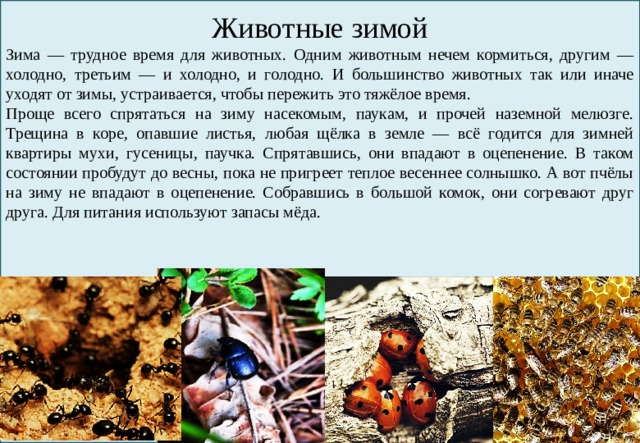 Животные зимой Зима — трудное время для животных. Одним животным нечем кормиться, другим — холодно, третьим — и холодно, и голодно. И большинство животных так или иначе уходят от зимы, устраивается, чтобы пережить это тяжёлое время. Проще всего спрятаться на зиму насекомым, паукам, и прочей наземной мелюзге. Трещина в коре, опавшие листья, любая щёлка в земле — всё годится для зимней квартиры мухи, гусеницы, паучка. Спрятавшись, они впадают в оцепенение. В таком состоянии пробудут до весны, пока не пригреет теплое весеннее солнышко. А вот пчёлы на зиму не впадают в оцепенение. Собравшись в большой комок, они согревают друг друга. Для питания используют запасы мёда. 