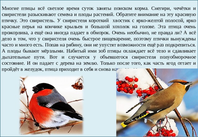 Многие птицы всё светлое время суток заняты поиском корма. Снегири, чечётки и свиристели разыскивают семена и плоды растений. Обратите внимание на эту красивую птичку. Это свиристель. У свиристеля короткий хвостик с ярко-желтой полосой, ярко красные перья на кончике крыльев и большой хохолок на голове. Эта птица очень прожорлива, а ещё она иногда падает в обморок. Очень необычно, не правда ли? А всё дело в том, что у свиристеля очень быстрое пищеварение, поэтому птички вынуждены часто и много есть. Попав на рябину, они не упустят возможности ещё раз подкрепиться. А плоды бывают мёрзлыми. Набитый ими зоб птицы охлаждает всё тело и сдавливает дыхательные пути. Вот и случается у объевшегося свиристеля полуобморочное состояние. И он падает с дерева на землю. Только после того, как часть ягод оттает и пройдёт в желудок, птица приходит в себя и снова начинает есть. 