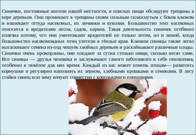 Синички, постоянные жители нашей местности, в поисках пищи обследуют трещины в коре деревьев. Они проникают в трещины своим сильным сплюснутым с боков клювом и извлекают оттуда насекомых, их личинки и куколки. Большинство этих насекомых относится к вредителям лесов, садов, парков. Такая деятельность синичек особенно полезна потому, что они уничтожают вредителей не только летом, но и зимой, когда большинство насекомоядных птиц улетели в тёплые края. Клювом синицы также легко вытаскивают семена из-под чешуек хвойных деревьев и расклёвывают различные плоды. Синички очень прожорливы, они поедают за сутки столько пищи, сколько весят сами. Все синицы — друзья человека и заслуживают самого заботливого к себе отношения, особенно в тяжёлое для них время. Каждый из вас может помочь птицам— развесить кормушки и регулярно наполнять их зерном, хлебными крошками и семенами. В лесу стайки синиц всю зиму кочуют совместно с корольками и поползнями. 