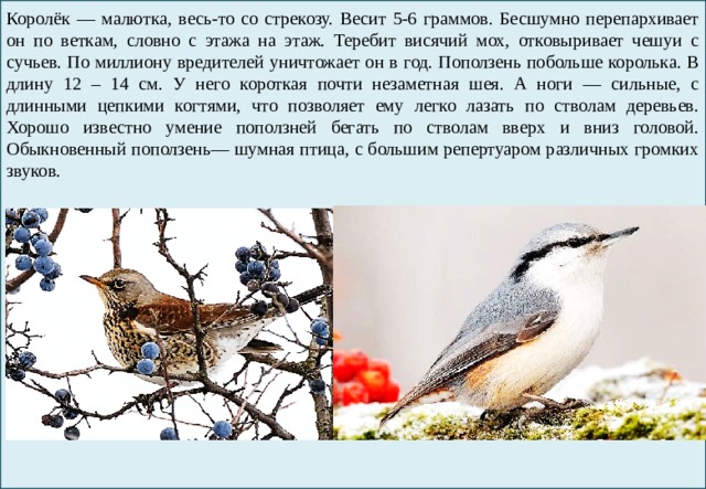Королёк — малютка, весь-то со стрекозу. Весит 5-6 граммов. Бесшумно перепархивает он по веткам, словно с этажа на этаж. Теребит висячий мох, отковыривает чешуи с сучьев. По миллиону вредителей уничтожает он в год. Поползень побольше королька. В длину 12 – 14 см. У него короткая почти незаметная шея. А ноги — сильные, с длинными цепкими когтями, что позволяет ему легко лазать по стволам деревьев. Хорошо известно умение поползней бегать по стволам вверх и вниз головой. Обыкновенный поползень— шумная птица, с большим репертуаром различных громких звуков. 