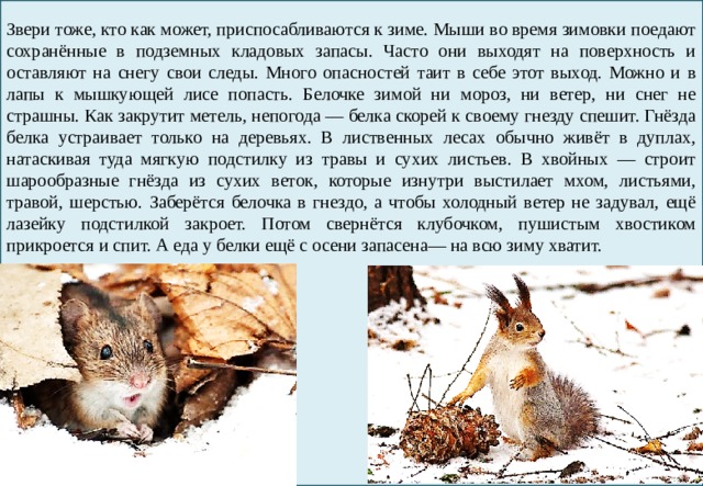 Звери тоже, кто как может, приспосабливаются к зиме. Мыши во время зимовки поедают сохранённые в подземных кладовых запасы. Часто они выходят на поверхность и оставляют на снегу свои следы. Много опасностей таит в себе этот выход. Можно и в лапы к мышкующей лисе попасть. Белочке зимой ни мороз, ни ветер, ни снег не страшны. Как закрутит метель, непогода — белка скорей к своему гнезду спешит. Гнёзда белка устраивает только на деревьях. В лиственных лесах обычно живёт в дуплах, натаскивая туда мягкую подстилку из травы и сухих листьев. В хвойных — строит шарообразные гнёзда из сухих веток, которые изнутри выстилает мхом, листьями, травой, шерстью. Заберётся белочка в гнездо, а чтобы холодный ветер не задувал, ещё лазейку подстилкой закроет. Потом свернётся клубочком, пушистым хвостиком прикроется и спит. А еда у белки ещё с осени запасена— на всю зиму хватит. 