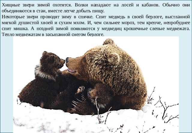 Хищные звери зимой охотятся. Волки нападают на лосей и кабанов. Обычно они объединяются в стаи, вместе легче добыть пищу. Некоторые звери проводят зиму в спячке. Спит медведь в своей берлоге, выстланной мягкой душистой хвоей и сухим мхом. И, чем сильнее мороз, тем крепче, непробуднее спит мишка. А поздней зимой появляются у медведиц крошечные слепые медвежата. Тепло медвежатам в засыпанной снегом берлоге. 