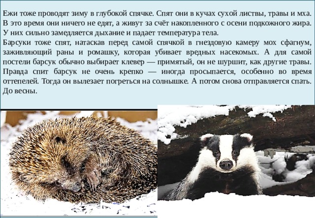 Ежи тоже проводят зиму в глубокой спячке. Спят они в кучах сухой листвы, травы и мха. В это время они ничего не едят, а живут за счёт накопленного с осени подкожного жира. У них сильно замедляется дыхание и падает температура тела. Барсуки тоже спят, натаскав перед самой спячкой в гнездовую камеру мох сфагнум, заживляющий раны и ромашку, которая убивает вредных насекомых. А для самой постели барсук обычно выбирает клевер — примятый, он не шуршит, как другие травы. Правда спит барсук не очень крепко — иногда просыпается, особенно во время оттепелей. Тогда он вылезает погреться на солнышке. А потом снова отправляется спать. До весны. 