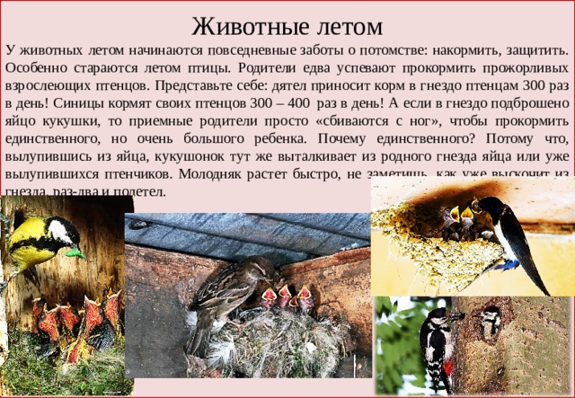 Животные летом У животных летом начинаются повседневные заботы о потомстве: накормить, защитить. Особенно стараются летом птицы. Родители едва успевают прокормить прожорливых взрослеющих птенцов. Представьте себе: дятел приносит корм в гнездо птенцам 300 раз в день! Синицы кормят своих птенцов 300 – 400 раз в день! А если в гнездо подброшено яйцо кукушки, то приемные родители просто «сбиваются с ног», чтобы прокормить единственного, но очень большого ребенка. Почему единственного? Потому что, вылупившись из яйца, кукушонок тут же выталкивает из родного гнезда яйца или уже вылупившихся птенчиков. Молодняк растет быстро, не заметишь, как уже выскочит из гнезда, раз-два и полетел. 