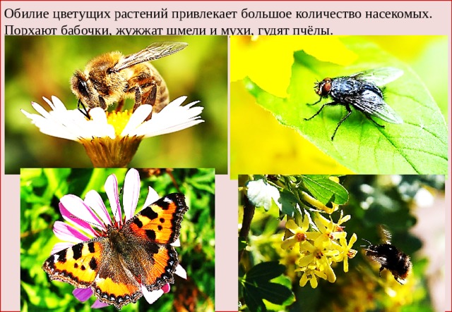 Обилие цветущих растений привлекает большое количество насекомых. Порхают бабочки, жужжат шмели и мухи, гудят пчёлы. 