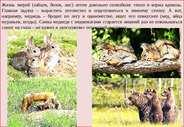 Жизнь зверей (зайцев, белок, лис) летом довольно спокойная: тепло и корма вдоволь. Главная задача – вырастить потомство и подготовиться к зимнему сезону. А вот, например, медведь – бродит по лесу в одиночестве, ищет что повкуснее (мед, яйца муравьев, ягоды). Самка медведя с медвежатами старается лишний раз не показываться самцу на глаза – не развит в «косолапом» отцовский инстинкт. 
