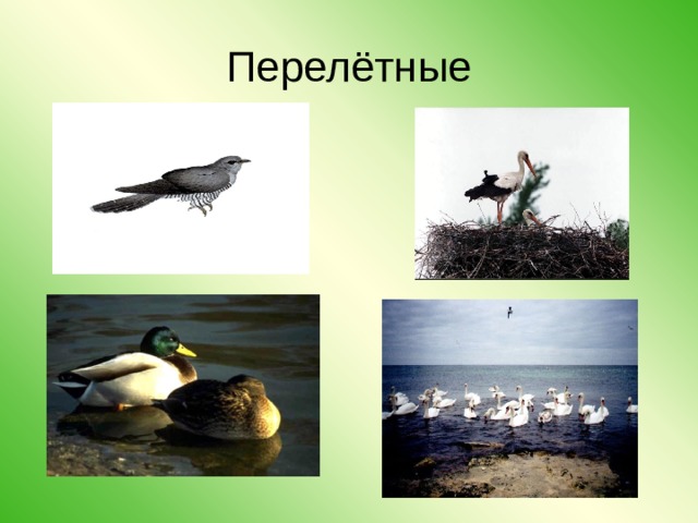 Перелётные 