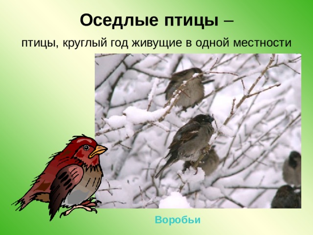 Оседлые птицы –  птицы, круглый год живущие в одной местности  Воробьи 