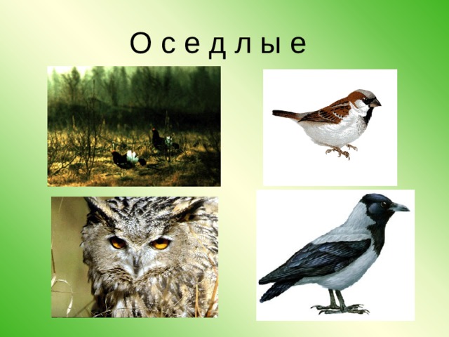 О с е д л ы е 